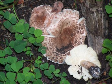 Lepiota cristata? Cfr. Lepiota brunneoincarnata